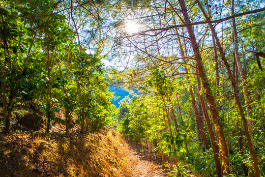 山林小路