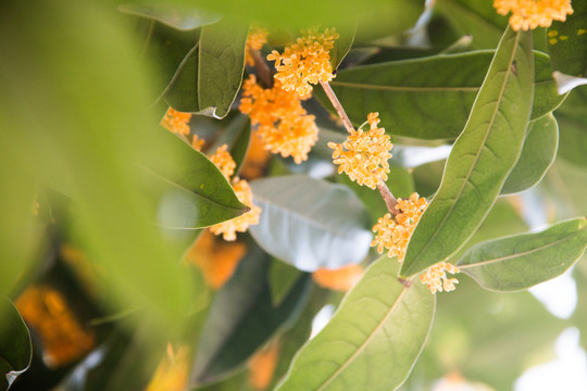 桂花树金桂花