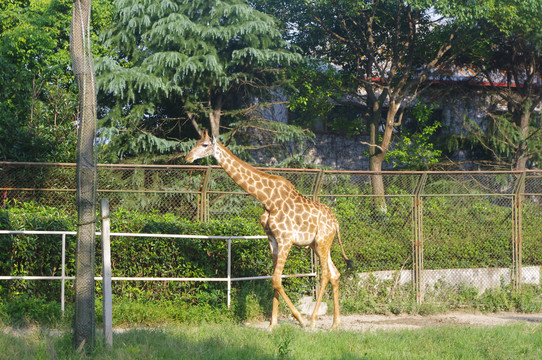 长颈鹿