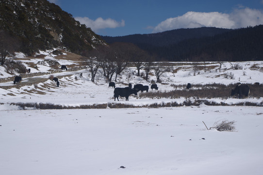 冬季牦牛群