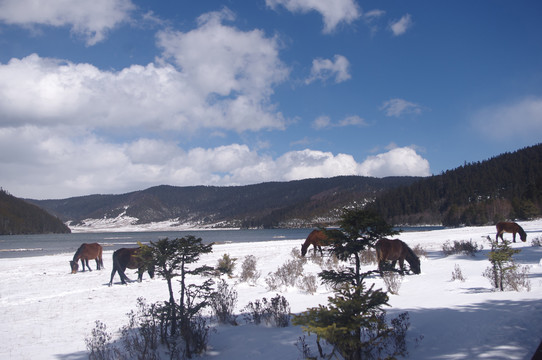 雪地马群