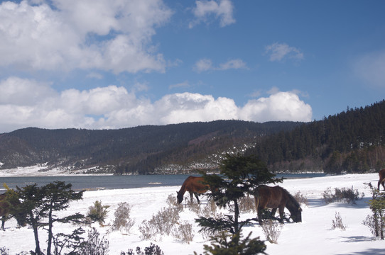 雪地马群