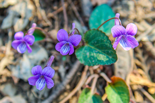 紫花地丁