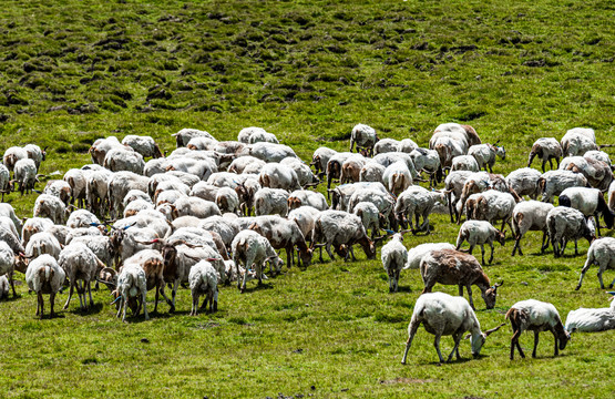 四川川西高原优质绵羊牦牛