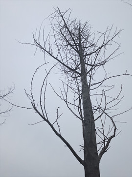冬日阴天下的树木