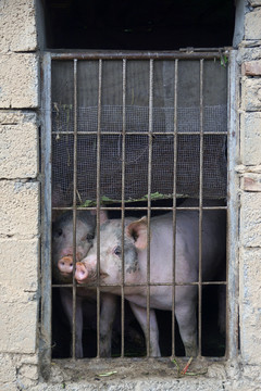 甘孜丹巴藏寨村民猪圈及小花猪