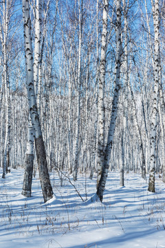 雪原雪地白桦林