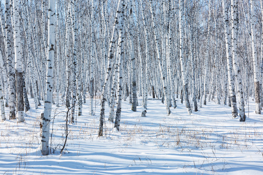 雪原白桦树林