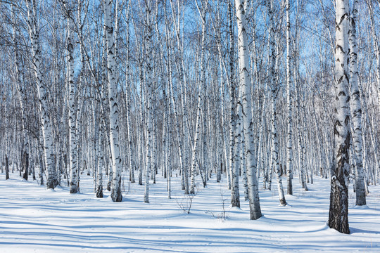 林海雪原白桦林