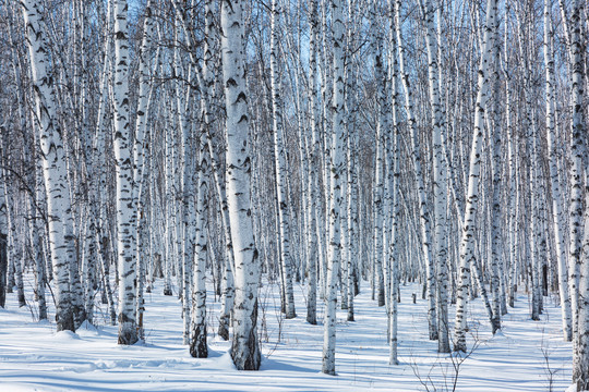 雪地光影冬季白桦林