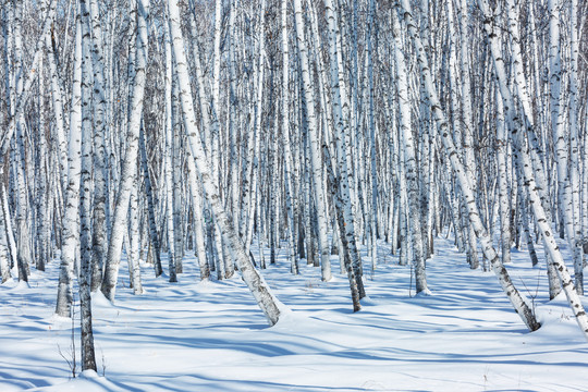 光影白桦林雪原