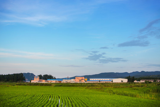 水稻田