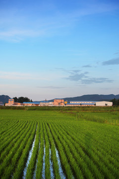 水稻田