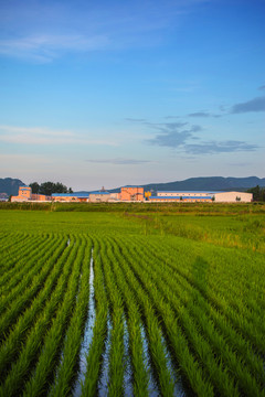 水稻田