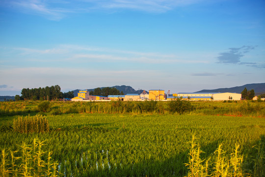 水稻田加工厂