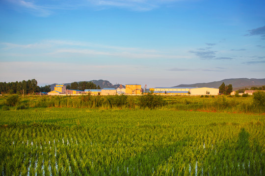 水稻田加工厂