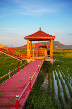 水稻田观光台