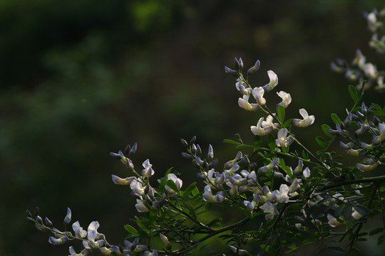 白刺花的盛花期