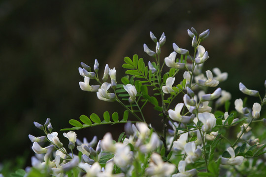 白刺花的盛花期