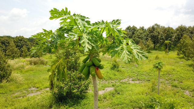 泰国菠萝蜜产地