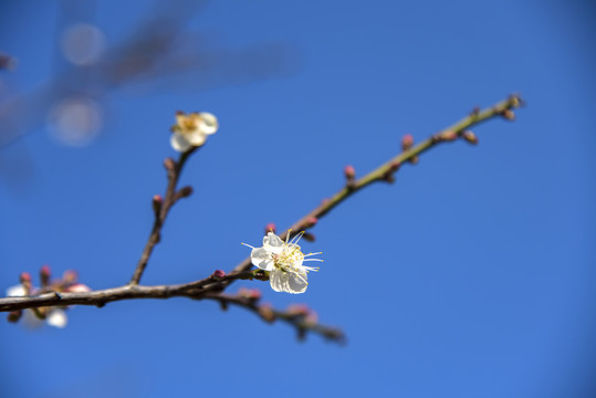 梅花