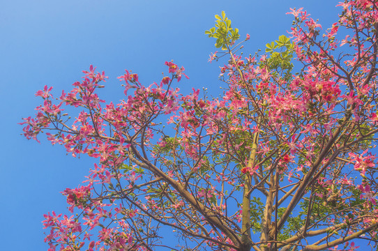 异木棉花枝头