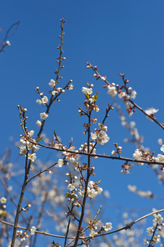 梅花