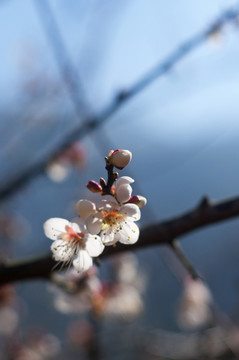 梅花