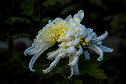 菊花