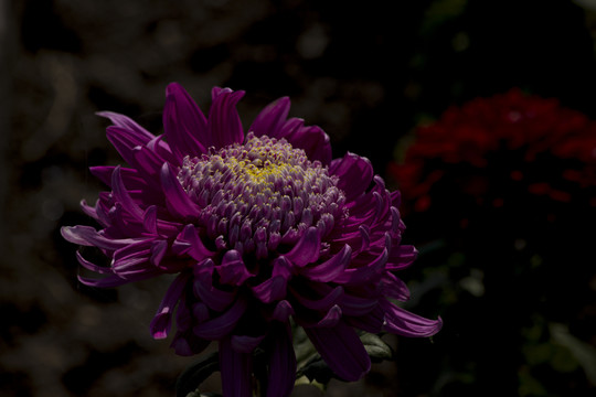 菊花