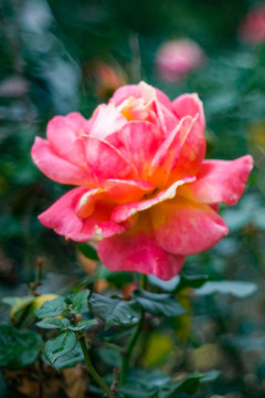 玫瑰花