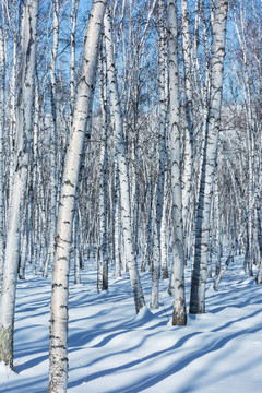 光影雪地白桦树林