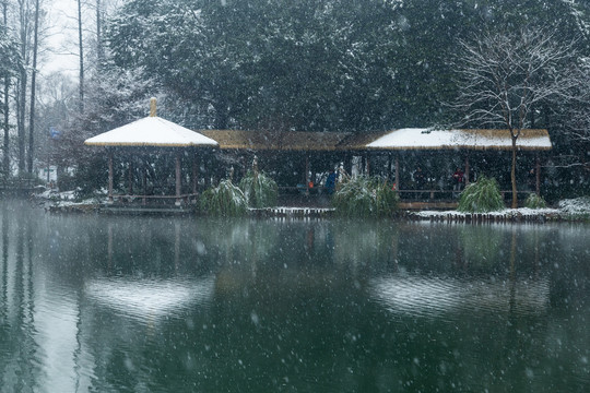杭州太子湾公园雪霁