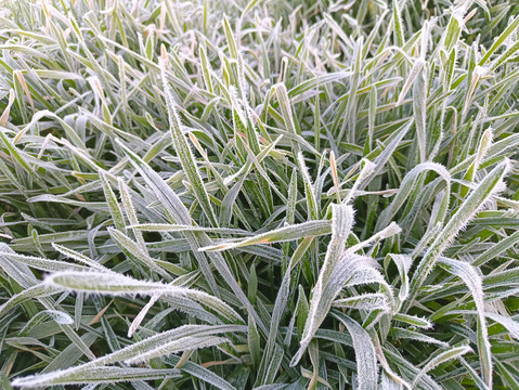 结霜冬小麦