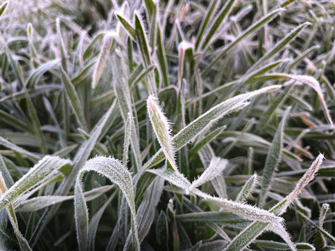 霜花小麦