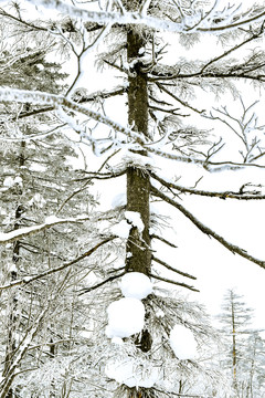 黑白雪景树枝