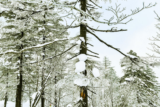 白雪森林