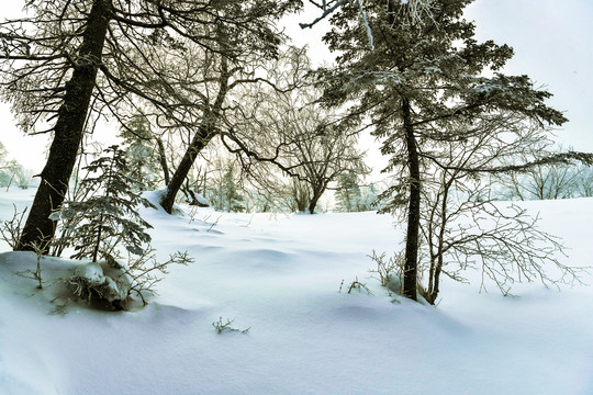 冬季森林雪景