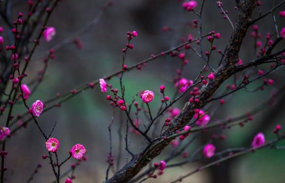 梅花