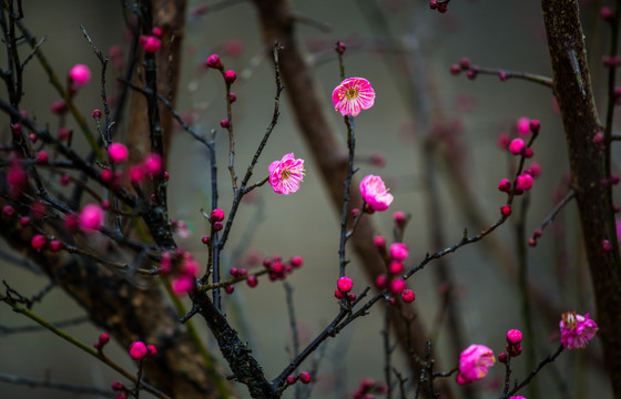 红梅花