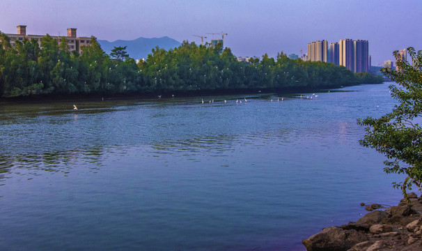 红树林水鸟栖息地