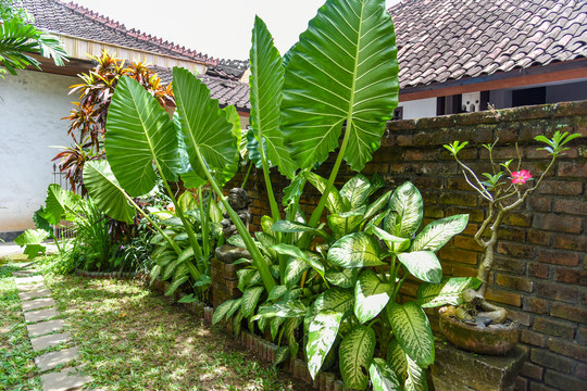 热带植物