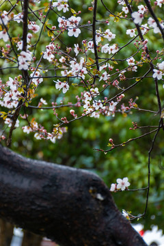 紫叶李花