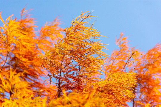 秋季水杉