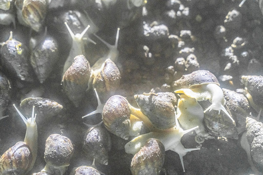 白玉蜗牛养殖