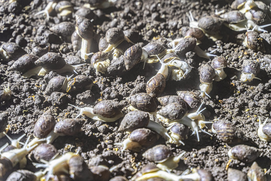 白玉蜗牛养殖