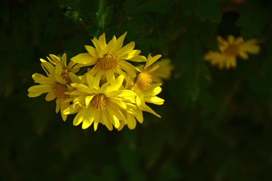 菊花