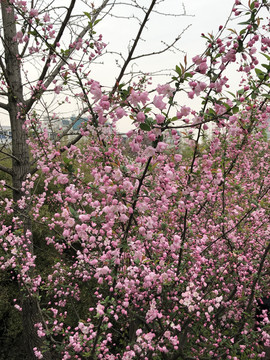 春天盛开的海棠花风景图片