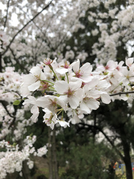 春季里盛开的白色樱花风景图片