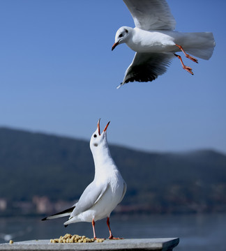 飞翔的海鸥